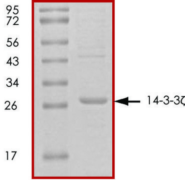 14-3-3 &#950;, untagged human recombinant, expressed in E. coli, &#8805;70% (SDS-PAGE), buffered aqueous glycerol solution