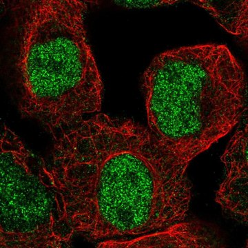 Anti-KDM4C antibody produced in rabbit Prestige Antibodies&#174; Powered by Atlas Antibodies, affinity isolated antibody