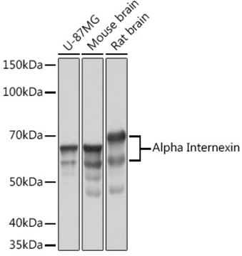 Anti-Alpha Internexin Antibody, clone 5E5Z3, Rabbit Monoclonal