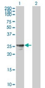 Anti-HPGD antibody produced in mouse purified immunoglobulin, buffered aqueous solution