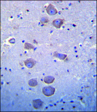 ANTI-MOUSE TLR8 (C-TERM) antibody produced in rabbit IgG fraction of antiserum, buffered aqueous solution