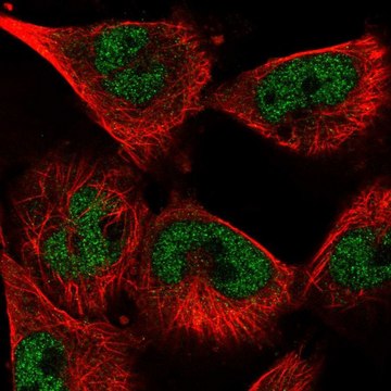 Anti-SNRPA antibody produced in rabbit Prestige Antibodies&#174; Powered by Atlas Antibodies, affinity isolated antibody