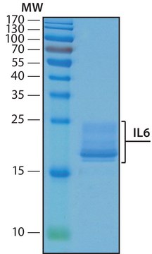 白介素 -6 人 recombinant, expressed in HEK 293 cells, suitable for cell culture