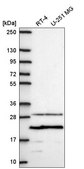 Anti-PMEPA1 antibody produced in rabbit Prestige Antibodies® Powered by Atlas Antibodies, affinity isolated antibody