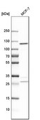 Anti-AARS antibody produced in rabbit Prestige Antibodies® Powered by Atlas Antibodies, affinity isolated antibody, buffered aqueous glycerol solution
