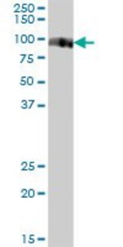 Anti-VASN antibody produced in mouse purified immunoglobulin, buffered aqueous solution