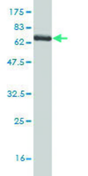 Monoclonal Anti-SPHK1 antibody produced in mouse clone 1D6, purified immunoglobulin, buffered aqueous solution