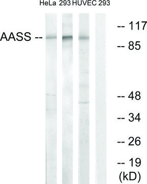 Anti-AASS antibody produced in rabbit affinity isolated antibody