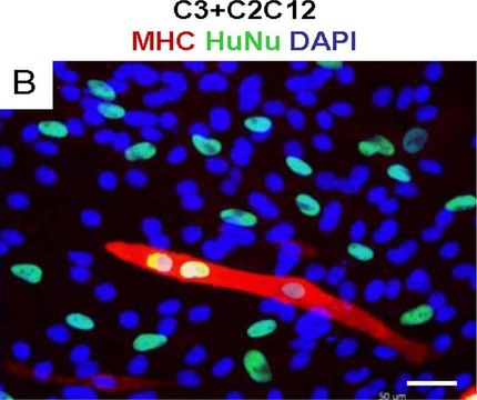 Anti-Nuclei Antibody, clone 235-1 clone 235-1, Chemicon&#174;, from mouse