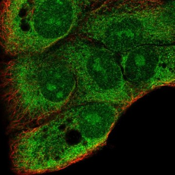 Anti-DDRGK1 antibody produced in rabbit Prestige Antibodies&#174; Powered by Atlas Antibodies, affinity isolated antibody