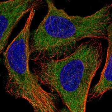 Anti-EEF1A2 antibody produced in rabbit Prestige Antibodies&#174; Powered by Atlas Antibodies, affinity isolated antibody, buffered aqueous glycerol solution