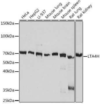 Anti-LTA4H Antibody, clone 4H5Q9, Rabbit Monoclonal