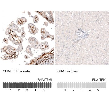 Monoclonal Anti-CHAT antibody produced in mouse Prestige Antibodies&#174; Powered by Atlas Antibodies, clone CL3169, purified immunoglobulin, buffered aqueous glycerol solution