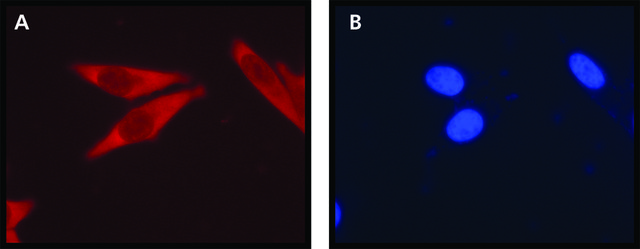 Anti-Ribosomal Protein L26 (N-terminal) antibody produced in rabbit ~1&#160;mg/mL, affinity isolated antibody, buffered aqueous solution