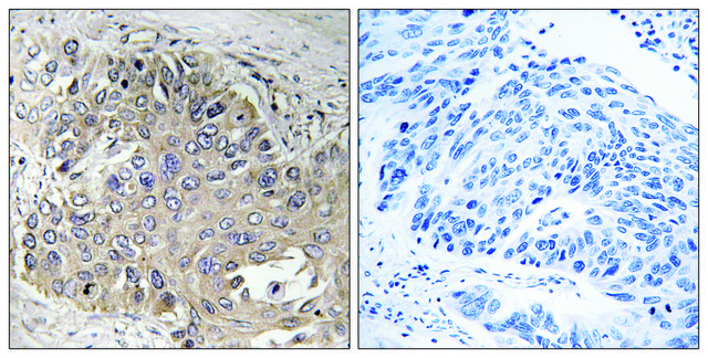 抗-SPTBN5 兔抗 affinity isolated antibody