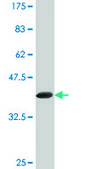 Monoclonal Anti-FBXL3, (N-terminal) antibody produced in mouse clone 1A3, purified immunoglobulin, buffered aqueous solution