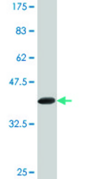 Monoclonal Anti-FBXL3, (N-terminal) antibody produced in mouse clone 1A3, purified immunoglobulin, buffered aqueous solution