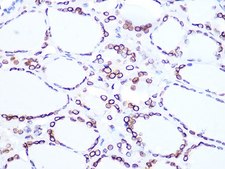 Anti-Lamin B2 antibody produced in rabbit