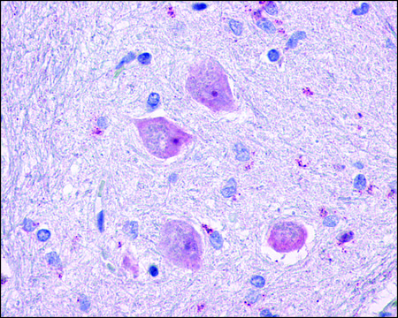 Anti-CHRM4 antibody produced in rabbit affinity isolated antibody