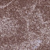 Anti-NIP7 antibody produced in rabbit Prestige Antibodies® Powered by Atlas Antibodies, affinity isolated antibody, buffered aqueous glycerol solution