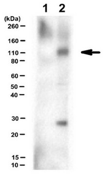 Anti-phospho-Neph1 (Tyr637/638) Antibody from rabbit, purified by affinity chromatography