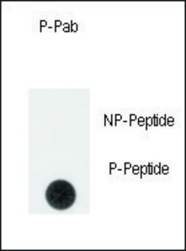 Anti-Phospho-SPRY4-pY75 antibody produced in rabbit affinity isolated antibody, buffered aqueous solution