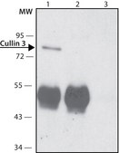 Anti-Cullin 3 antibody produced in rabbit ~1.0 mg/mL, affinity isolated antibody, buffered aqueous solution