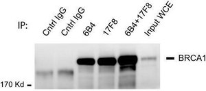 Monoclonal Anti-BRCA1 antibody produced in mouse