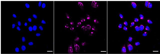 KD-Validated Anti TATA Element Modulatory Factor 1 Antibody, clone 24GB1965, Rabbit Monoclonal clone 24GB1965, recombinant rabbit monoclonal, expressed in HEK293 cells