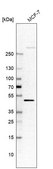 Anti-FBXW4 antibody produced in rabbit Prestige Antibodies® Powered by Atlas Antibodies, affinity isolated antibody, buffered aqueous glycerol solution