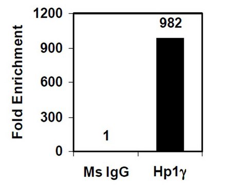 Magna ChIP&#174; A/G染色质免疫沉淀试剂盒 Single day chromatin immunoprecipitation (ChIP) kit containing all necessary reagents to perform 22 individual chromatin immunoprecipitation (ChIP) reactions using magnetic A/G beads.