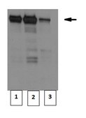 Anti-CRTC1 Antibody/TORC-1, clone 5F3.1 clone 5F3.1, from mouse