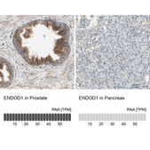 Anti-ENDOD1 antibody produced in rabbit Prestige Antibodies® Powered by Atlas Antibodies, affinity isolated antibody, buffered aqueous glycerol solution