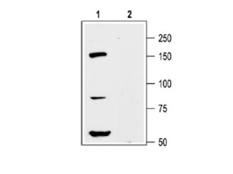 Anti-Kv12.1 Antibody Chemicon&#174;, from rabbit