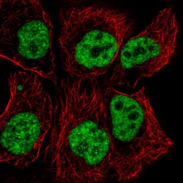 Anti-TCERG1 antibody produced in rabbit Prestige Antibodies&#174; Powered by Atlas Antibodies, affinity isolated antibody