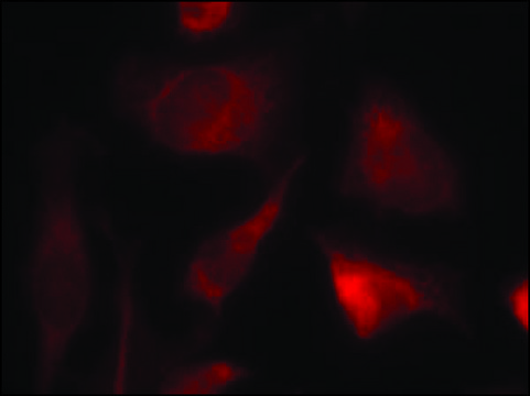 Anti-SMAD2 (Ab-467) antibody produced in rabbit affinity isolated antibody