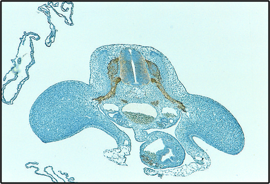 单克隆抗-HNK-1 clone VC1.1, ascites fluid, buffered aqueous solution