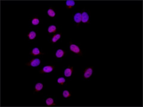 Anti-Raver1 (N-terminal) antibody produced in rabbit ~1.0&#160;mg/mL, affinity isolated antibody