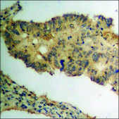 Anti-phospho-Pim-1 (pTyr309) antibody produced in rabbit affinity isolated antibody