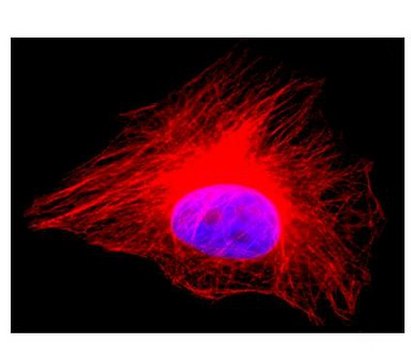 Anti-&#945;-Tubulin Antibody, Alexa Fluor&#8482; 555 conjugate clone DM1A, from mouse, ALEXA FLUOR&#8482; 555