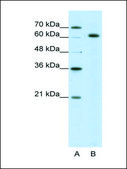 Anti-SNRP70 antibody produced in rabbit IgG fraction of antiserum