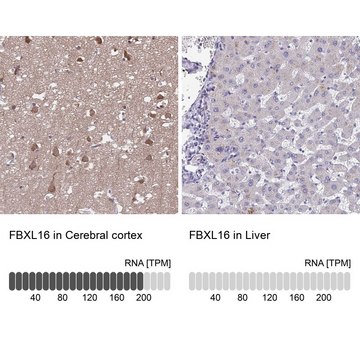 Anti-FBXL16 antibody produced in rabbit Prestige Antibodies&#174; Powered by Atlas Antibodies, affinity isolated antibody, buffered aqueous glycerol solution