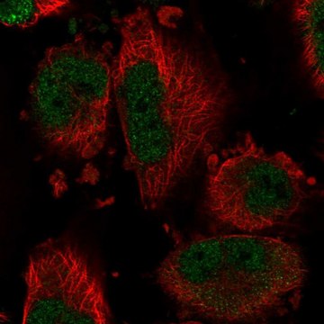 Anti-DYNLT1 antibody produced in rabbit Prestige Antibodies&#174; Powered by Atlas Antibodies, affinity isolated antibody