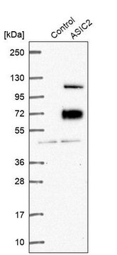 Anti-ASIC2 antibody produced in rabbit Prestige Antibodies&#174; Powered by Atlas Antibodies, affinity isolated antibody, buffered aqueous glycerol solution