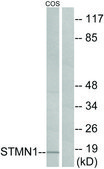 Anti-Stathmin 1 antibody produced in rabbit affinity isolated antibody