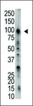 Anti-USP1 (C-term) antibody produced in rabbit IgG fraction of antiserum, buffered aqueous solution