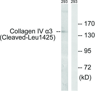 Anti-Collagen IV &#945;3 (Cleaved-Leu1425) antibody produced in rabbit affinity isolated antibody