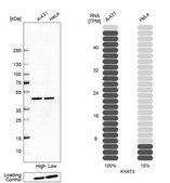 Anti-KYAT3 antibody produced in rabbit Prestige Antibodies® Powered by Atlas Antibodies, affinity isolated antibody, buffered aqueous glycerol solution, Ab1