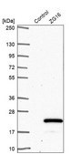 Anti-ZG16 antibody produced in rabbit Prestige Antibodies® Powered by Atlas Antibodies, affinity isolated antibody, buffered aqueous glycerol solution
