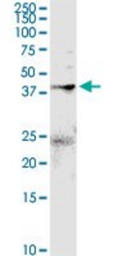 Anti-ANXA2 antibody produced in rabbit purified immunoglobulin, buffered aqueous solution